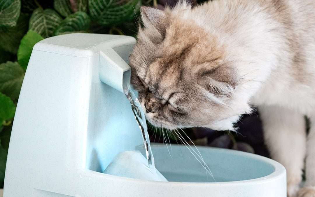 cat drinking from personal automated water foundation