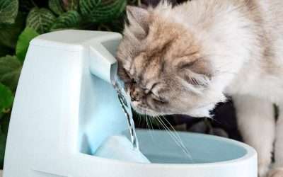 The Best Parts of Having My Own Personal Water Fountain