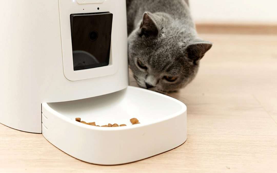 cat looking at food served from the automated feeder
