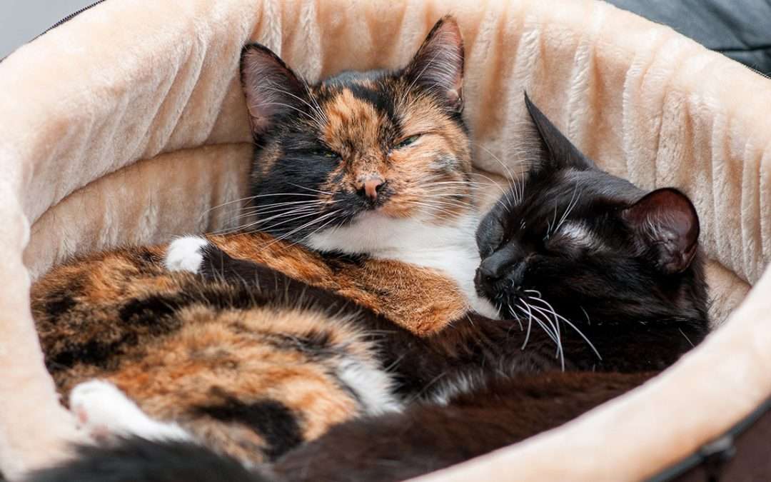 The Cat Bed Chronicles: Finding the Perfect Spot for Purrs and Dreams