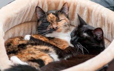 The Cat Bed Chronicles: Finding the Perfect Spot for Purrs and Dreams
