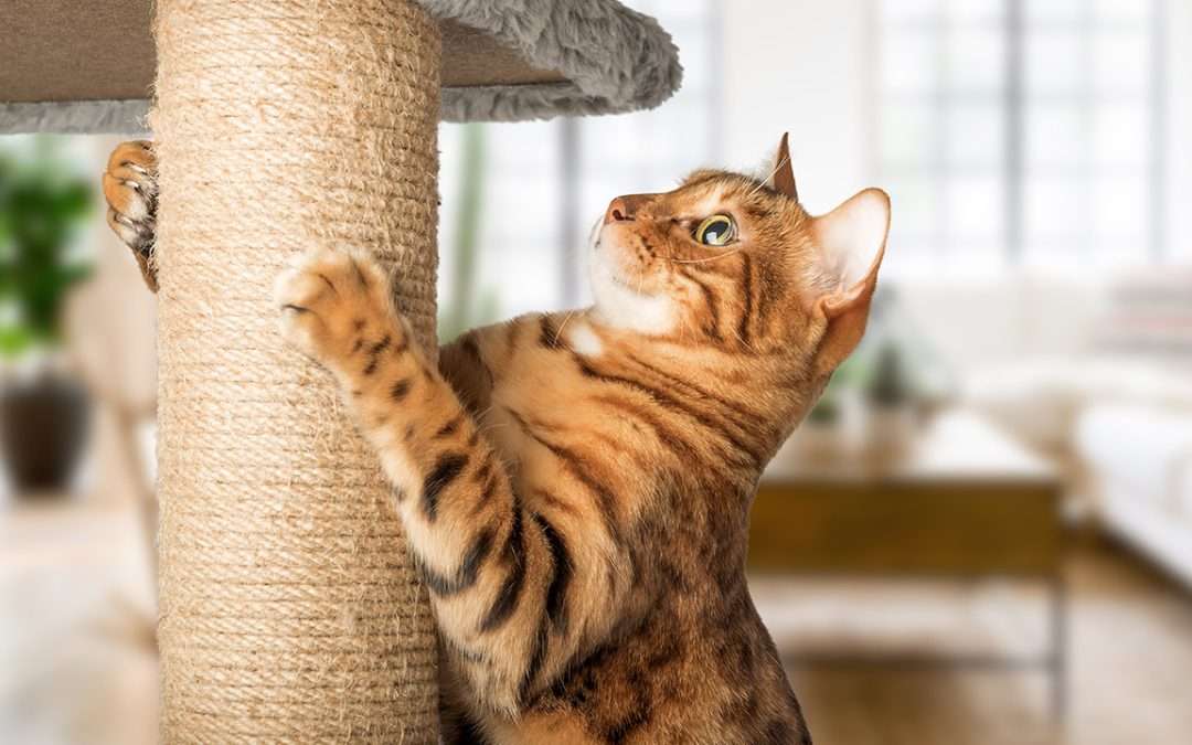 cat scratching cat tree post
