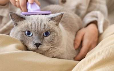 Manage the Fur Apocalypse of Three Cats
