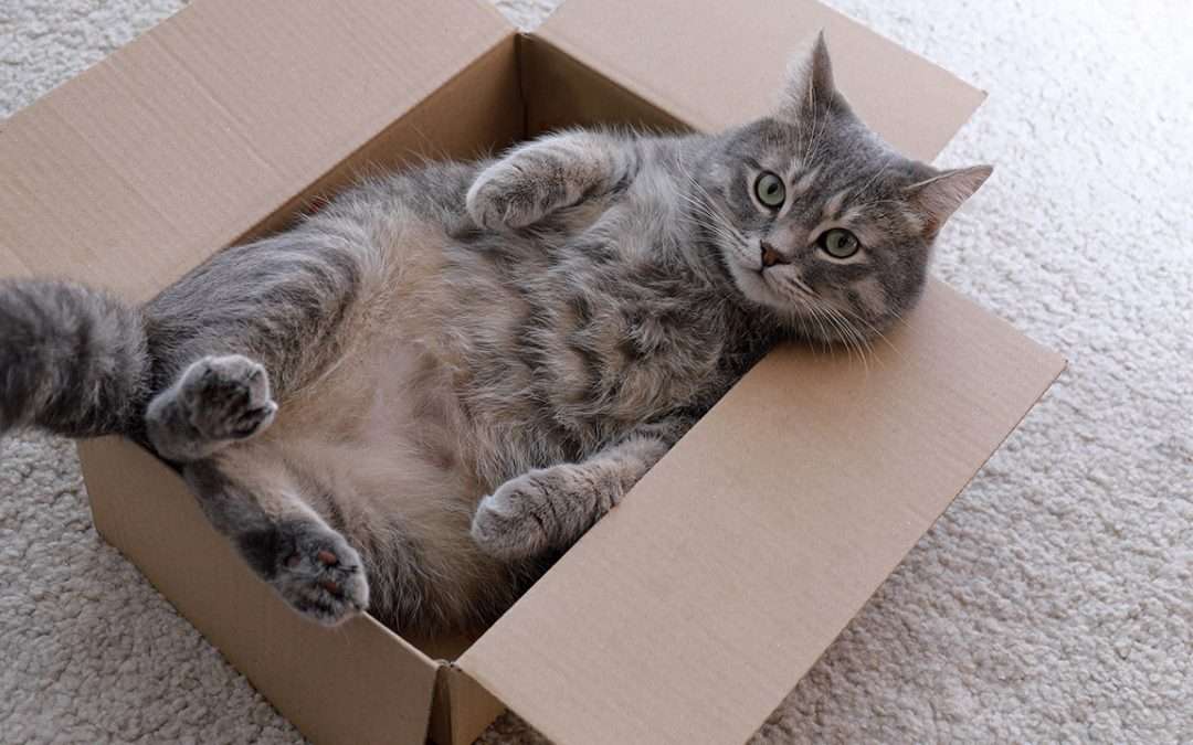 The Mystery of the Cozy Box and Why Cats Love Them