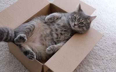 The Mystery of the Cozy Box and Why Cats Love Them