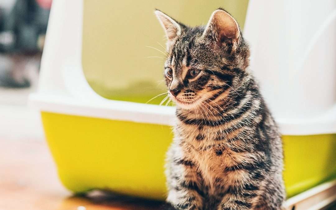 Why a Clean Litter Box Is Non-Negotiable