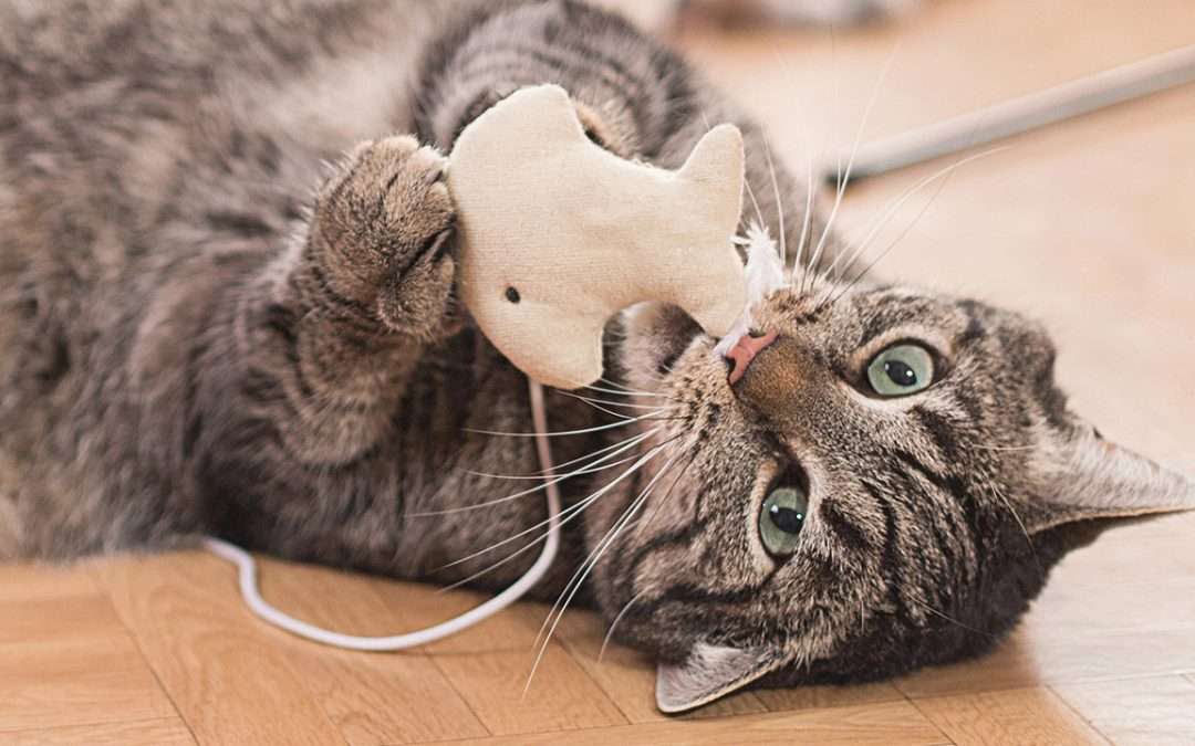 How My Human Keeps Me Entertained When They’re Busy