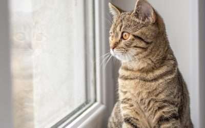 The Joy of Bird Watching: How My Human Turned Our Home Into the Best View in Town