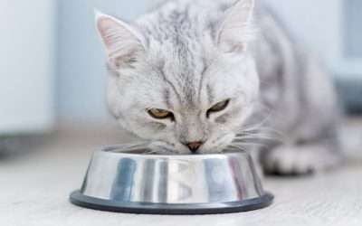 Why My Human’s Obsession with Stainless Steel Bowls is Actually a Good Thing